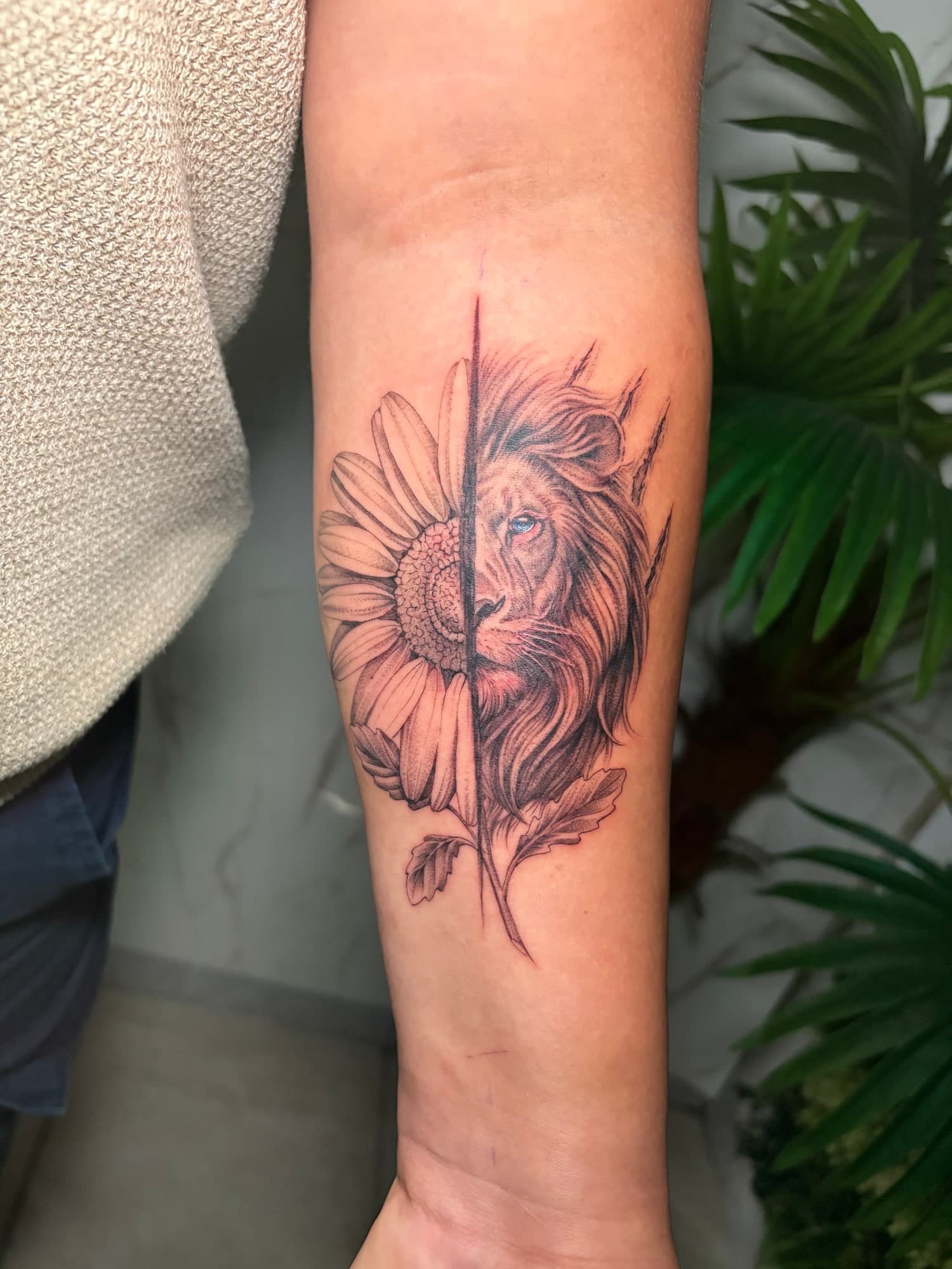 Lion et tournesol — Tatouage réalisme réalisé par David chez Dodo Tattoo, Saint-Louis (La Réunion)